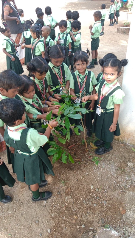 KG-Sapling-time